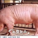 새롬축산 이미지