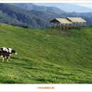 매화목장 이미지