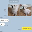 포도젤리 펫살롱 이미지