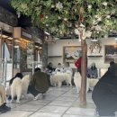 집 머무는 | 홍대 놀거리 ‘겨울이 머무는 집’ 사모예드 카페 내돈내산 후기 | 홍대입구역 상수역 강아지 카페 가격...