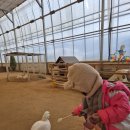 용인농장 | 용인 실내동물원 무럭무럭농장 주말에 다녀온 후기