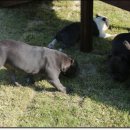 하나켄넬 이미지