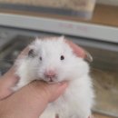 햄스터 라운지 이미지