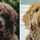 퍼스트독 이미지