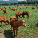 경미축산 | 질탈 온 소, 비육으로 돌릴 때 이것부터 확인하십시오?!