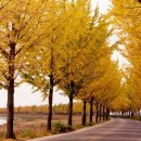 은행나무 이미지