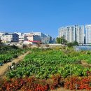 텃밭 이미지