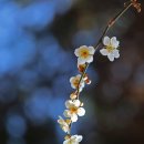 한밭수목원 서원 이미지