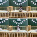 댕댕이뽀샵 이미지