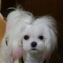 부시시 이미지