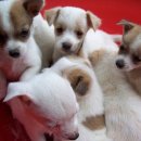 건강한 강아지 이미지