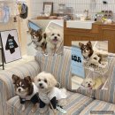 호아 | [구미] 봉곡 펫 프리미엄 셀렉샵 ‘HOA(호아)’ N번째 방문후기