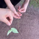 우리마을약국 | 라오스정착기+30일차/라오스살이한달째 소감발표