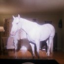 트윈픽스 이미지