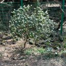 14-1코스 | [올레길] 올레14-1코스 완주 후기 / 백서향