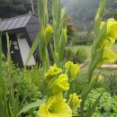 아름다운 정원을 꿈 이미지