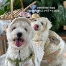 나리유치원 | <옐레드 수지동천점>동천동 강아지유치원 , 프리미엄 케어 후기!
