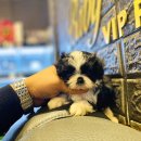 베이비몽 강아지분양 인천청라점 이미지