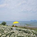 대장금마실길(5코스) | 전북 부안 가볼만한곳 변산 마실길 2코스 샤스타데이지 명소