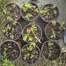 홍학제비꽃 이미지