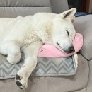 이선생토스트 | 2026년 3월 앨범 #1 (3/1-3/7, 아빠 생일 축하 ! 닛인베7 시작 ! 배구 승요 !!!)