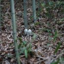 망태말뚝버섯Phallus indusiatus Vent. 이미지