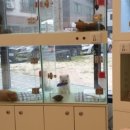 모모펫그루머 이미지