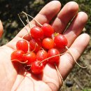 당치산장민박 이미지