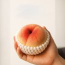 99브릭스 | 복숭아 신비복숭아 납작복숭아 대극천복숭아 과일부티크 구매후기