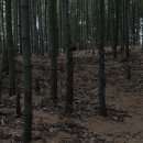 죽림원 이미지