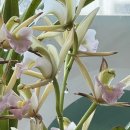 대관령쌈밥 | 대부도 당일치기 맛집 대관령황태구이 제육쌈밥 후기