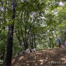 꿩대신닭 이미지