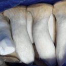 늘푸른청과 이미지