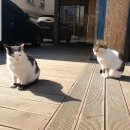 묘묘 고양이 미용실 네이버블로그