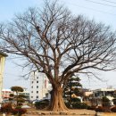 함양초교 이미지