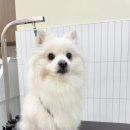 리즈애견미용 이미지