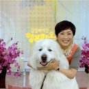 흰둥이 이미지