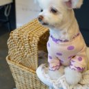 스테이 두리 이미지