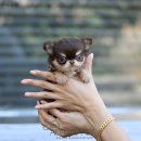 강아지에 빠지다 이미지