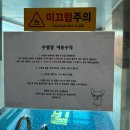 멍스빌리지풀빌라3 | 여름휴가로 가평 애견펜션 멍스빌리지풀빌라 다녀왔어요!!