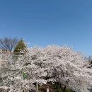 수원-1937 | 수원 황구지천 벚꽃 만개 26.4.7 실시간 + 도나스데이 오픈런 필수