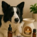 아로마테라피3급자격증 이미지