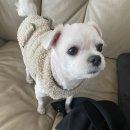 댕청댕청