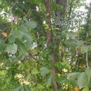 느릅농장 이미지