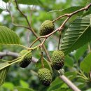 오리나무 이미지