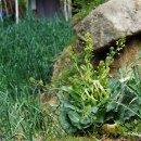 콜라비Brassica oleracea var. gongylodes L.(배추과 배추속) 이미지