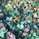 아롱이다롱이 이미지