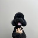 뚜뚜멍멍 이미지