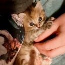 안녕고양이 이미지