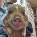 돼지두마리 이미지